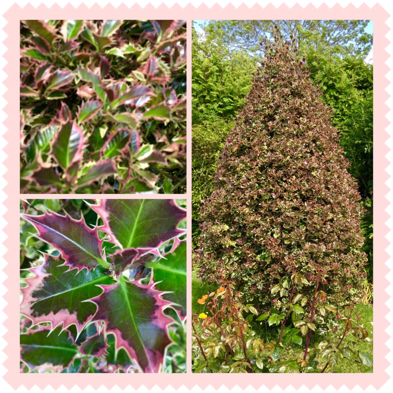 Ilex aquifolium 'Argentea Marginata'