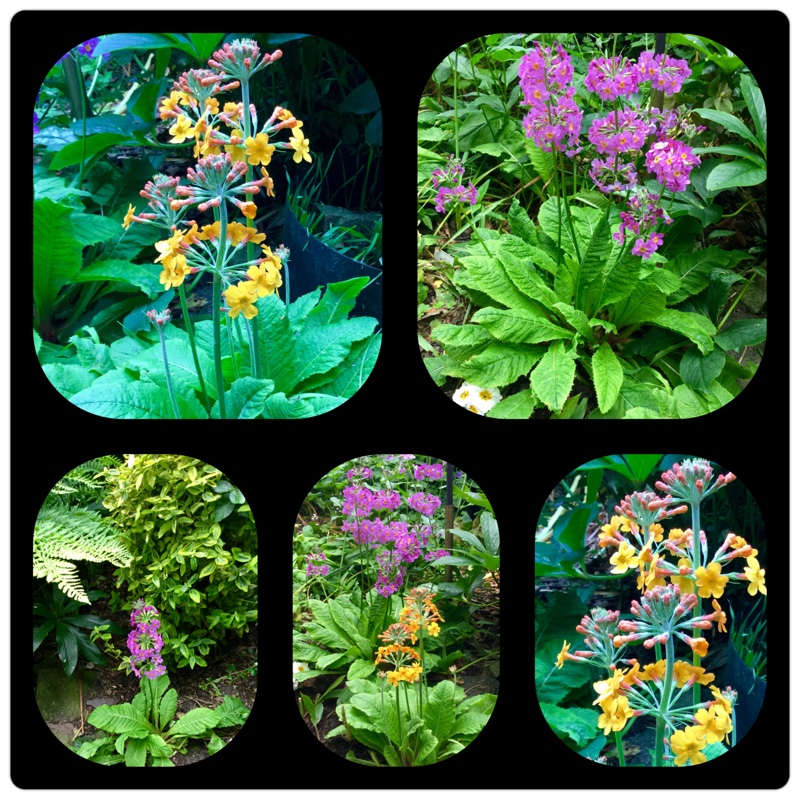 Primula 'Bulleyana'