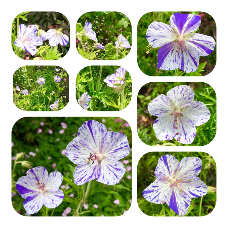 Geranium pratense 'Striatum' syn. Geranium pratense 'Splish Splash'