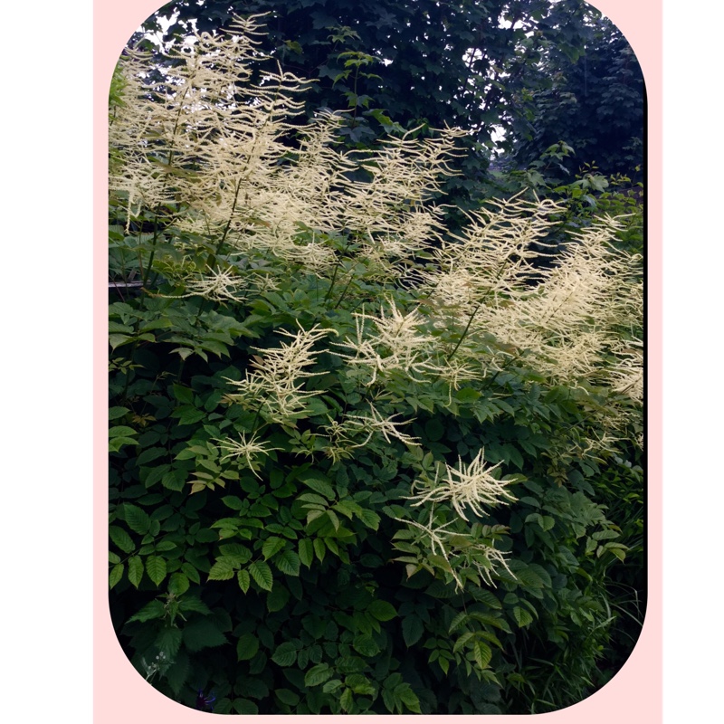 Plant image Aruncus dioicus