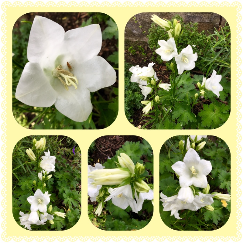 Plant image Campanula persicifolia 'Takion White' (Takion Series)