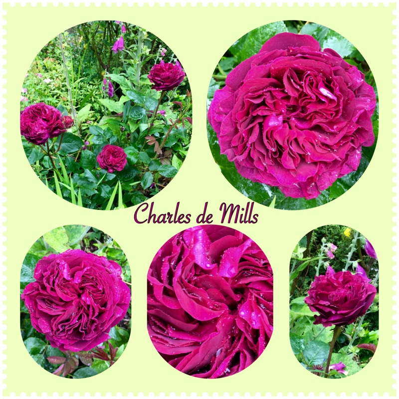 Rosa 'Charles de Mills' syn. Rosa 'Bizarre Triomphant', Rosa 'Ardoisee', Rosa 'Maheca de Dupont', Rosa 'Violette Bronzee'