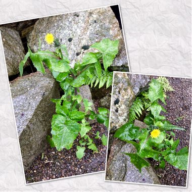 Sonchus Oleraceus