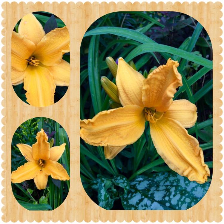 Plant image Hemerocallis 'Burning Daylight'