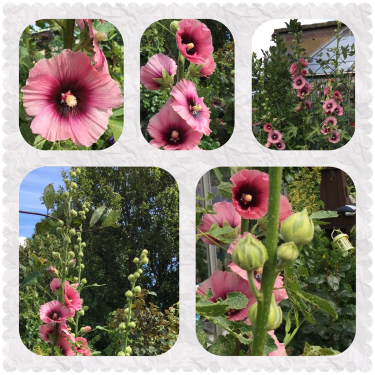 Plant image Alcea rosea  syn. Althaea rosea