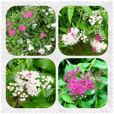 Spiraea japonica 'Shirobana'