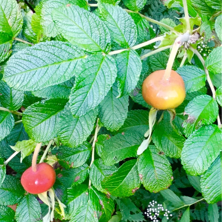 Plant image Rosa rugosa 'Pink'