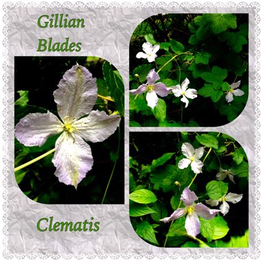 Clematis 'Gillian Blades'