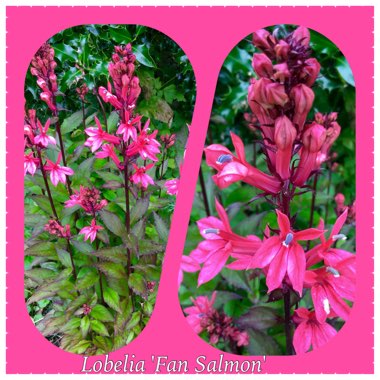 Lobelia x speciosa 'Fan Salmon'