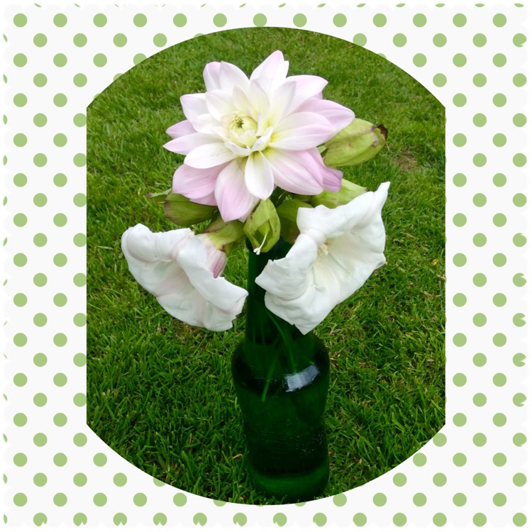 Plant image Calystegia sepium