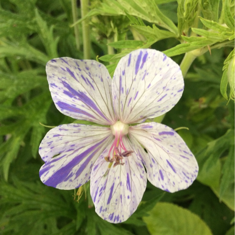 Geranium pratense 'Striatum' syn. Geranium pratense 'Splish Splash'