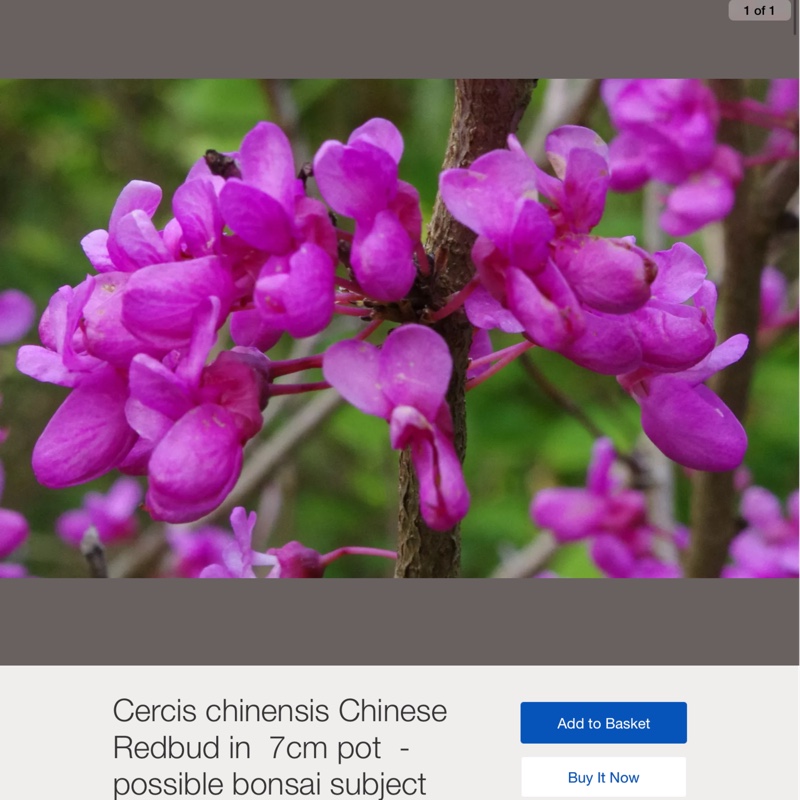 Plant image Cercis Chinensis 'Avondale'