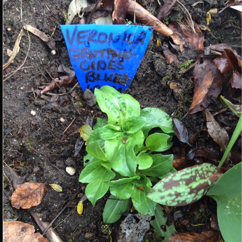 Plant image Veronica gentianoides