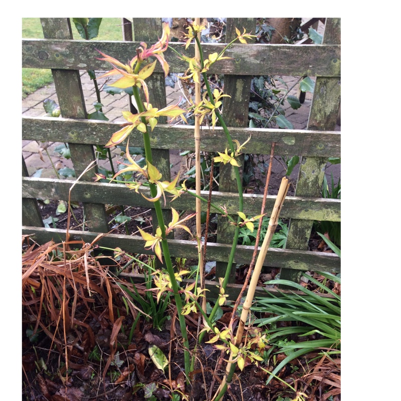 Plant image Leycesteria formosa 'Golden Lanterns'