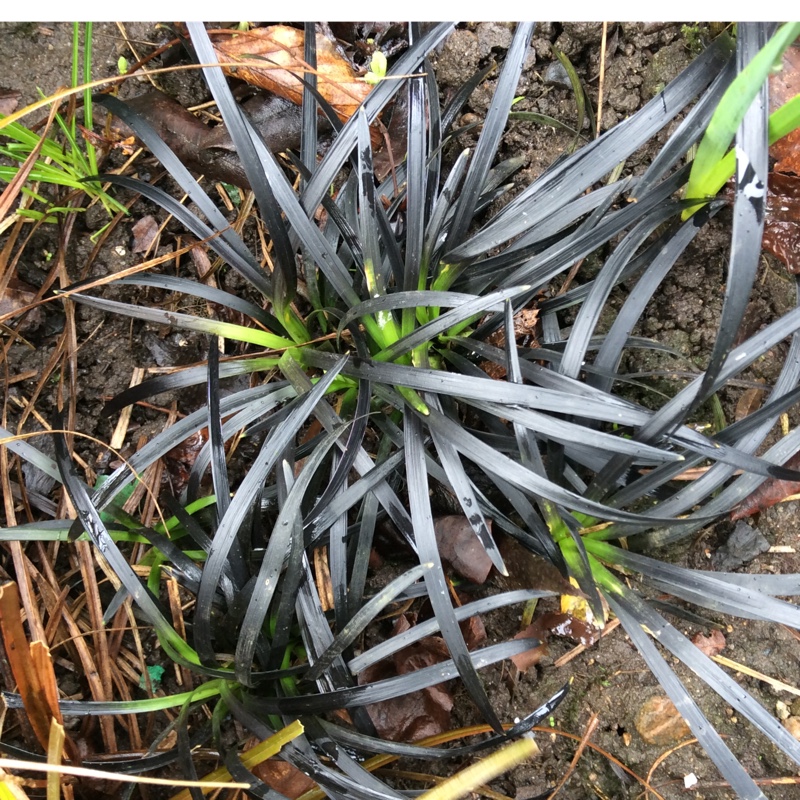 Ophiopogon planiscapus 'Kokuryu' syn. Ophiopogon planiscapus 'Nigrescens', Ophiopogon planiscapus 'Black Dragon', Ophiopogon planiscapus 'Nigra'