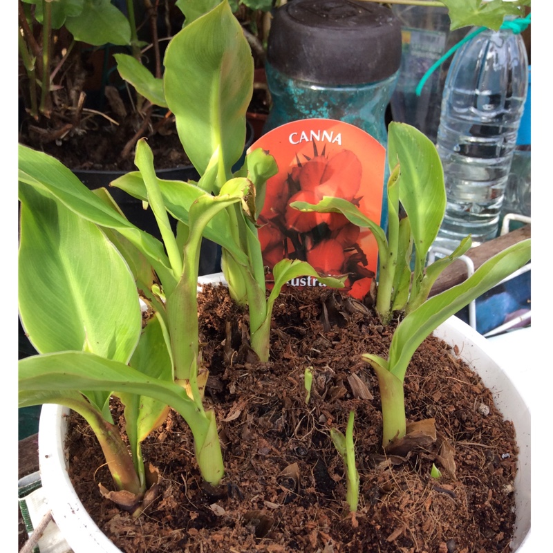 Plant image Canna 'Australia' syn. Canna x generalis 'Australia'