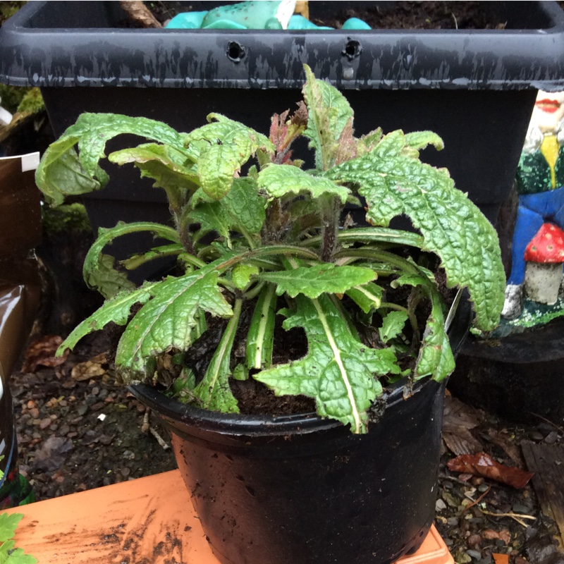 Plant image Rehmannia elata