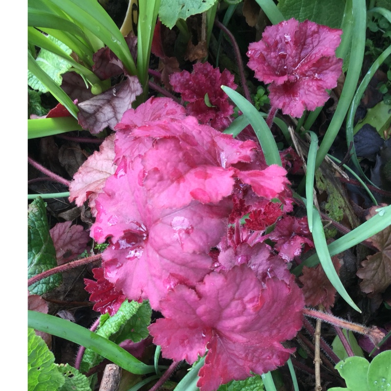 Heuchera 'Berry Smoothie'