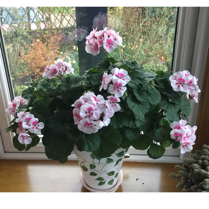 Pelargonium