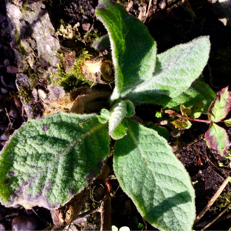 Plant image Verbascum olympicum