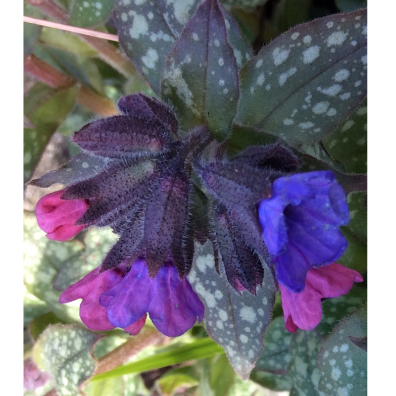 Plant image Pulmonaria longifolia 'Roy Davidson'