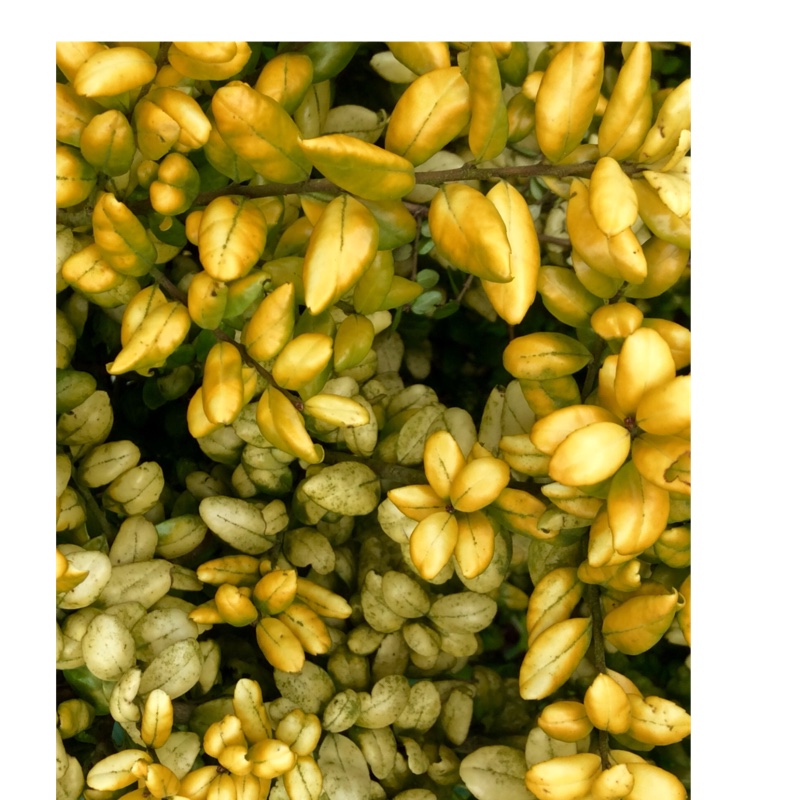 Plant image Ilex crenata 'Golden Gem'