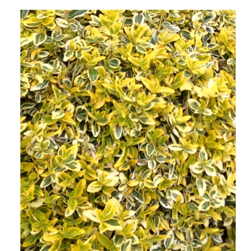 Plant image Euonymus fortunei 'Emerald 'n' Gold'