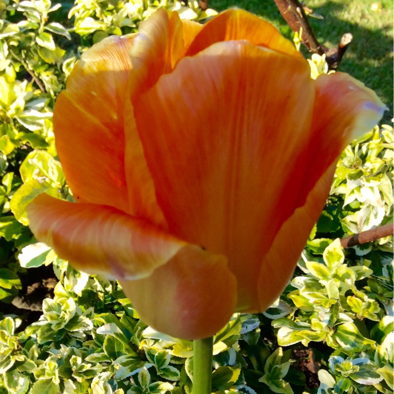 Tulipa 'El Nino'