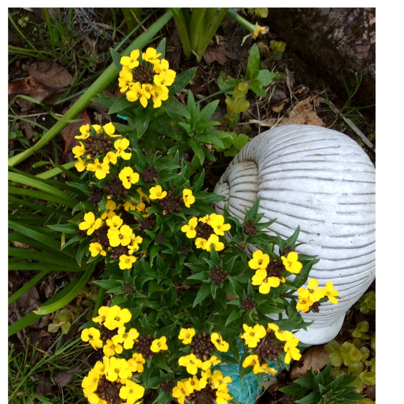 Plant image Erysimum cheiri 'Innrysigol' (Rysi Series) syn. Erysimum 'Rysi Gold'