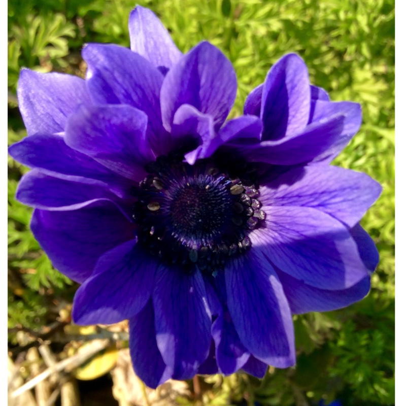 Anemone coronaria 'St Brigid' (Mix)