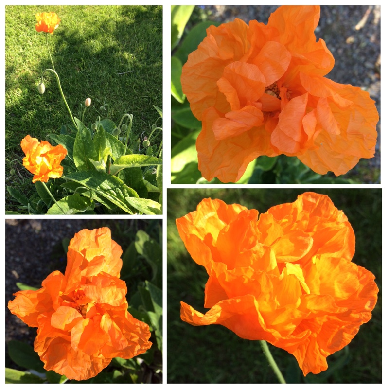 Plant image Papaver rupifragum 'Tangerine Dream'