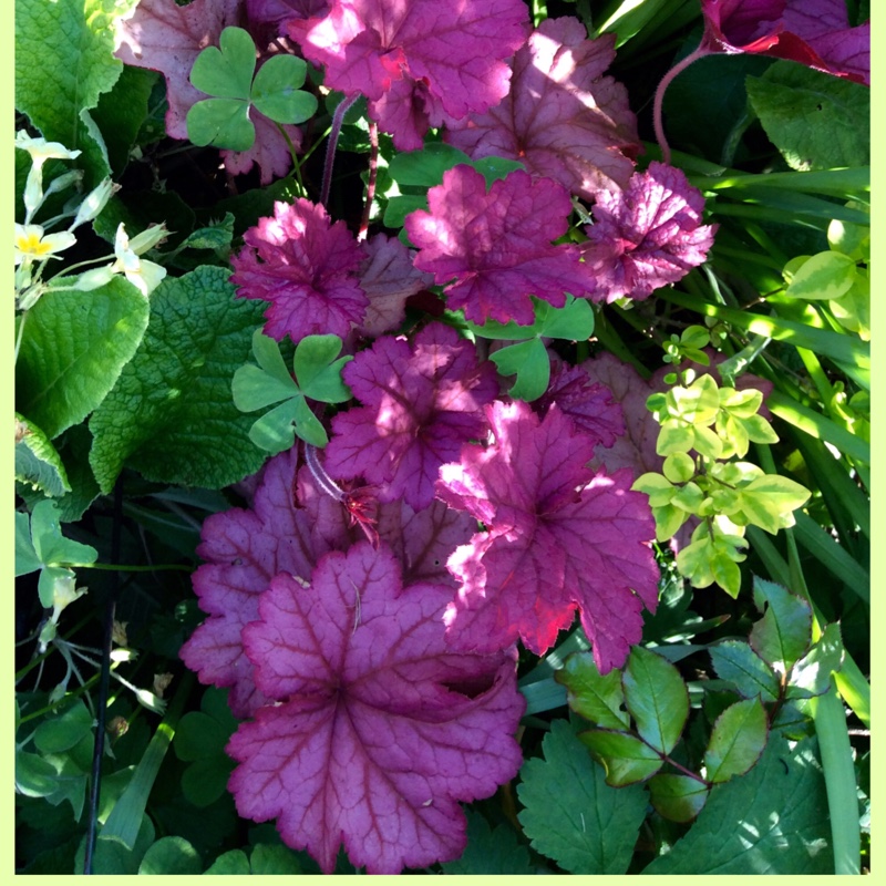 Heuchera 'Berry Smoothie'