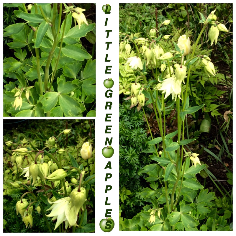 Plant image Aquilegia 'Green Apples'