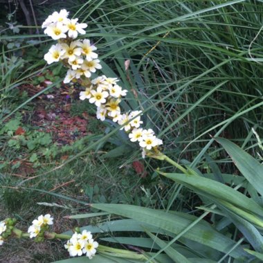 Yellow Eyed Grass