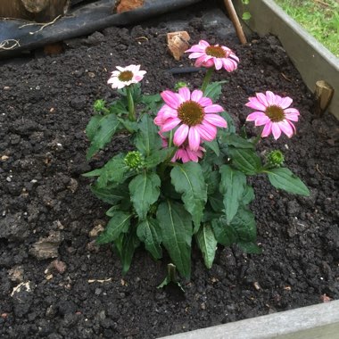 Coneflower 'Amazing Dream'