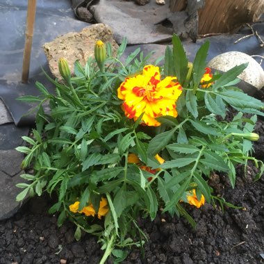 French marigold