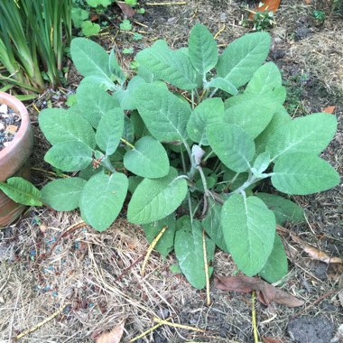 Garden Sage