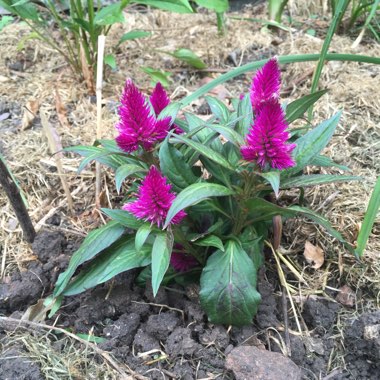 Cockscomb 'Spiky Purple'