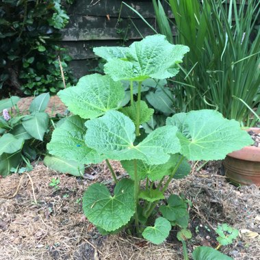 Hollyhock 'Halo Red'