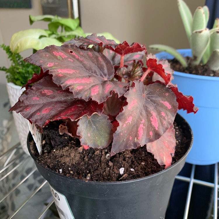 Plant image Begonia (Rex Cultorum Group) 'Red Kiss' syn. Begonia rex 'Red Kiss'