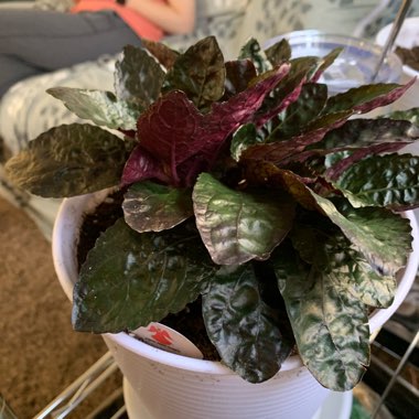 Purple Waffle Plant