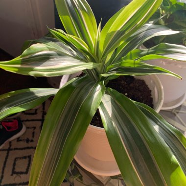 Dracaena 'Lemon Lime'