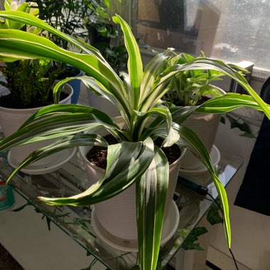 Dracaena 'Lemon Lime'