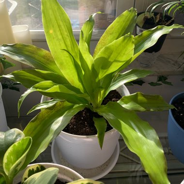 Dracaena 'Limelight'