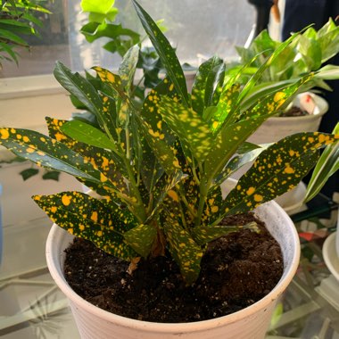 Croton 'Gold Dust'