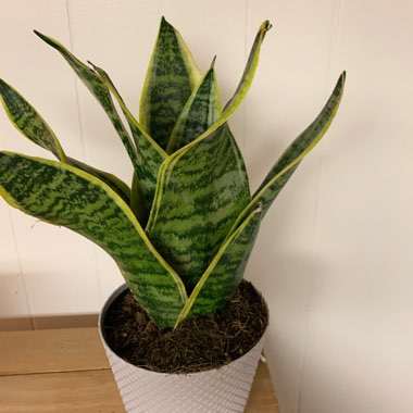 Variegated Snake Plant