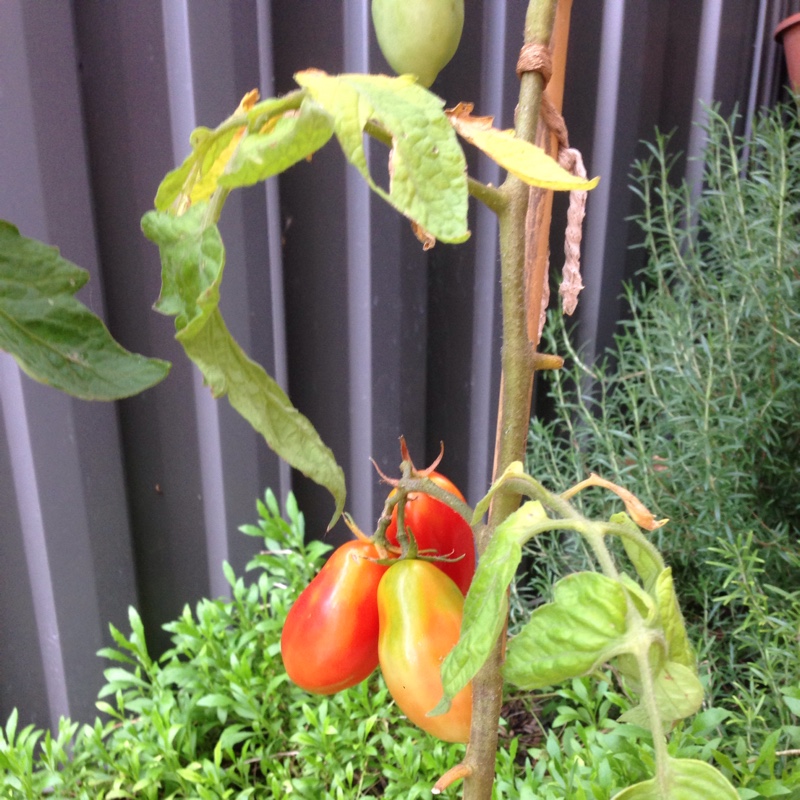 Plant image Solanum lycopersicum 'San Marzano 2' syn. Solanum lycopersicum 'San Marzano II'