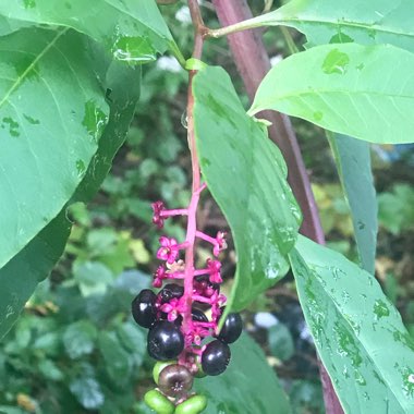 Phytolacca americana