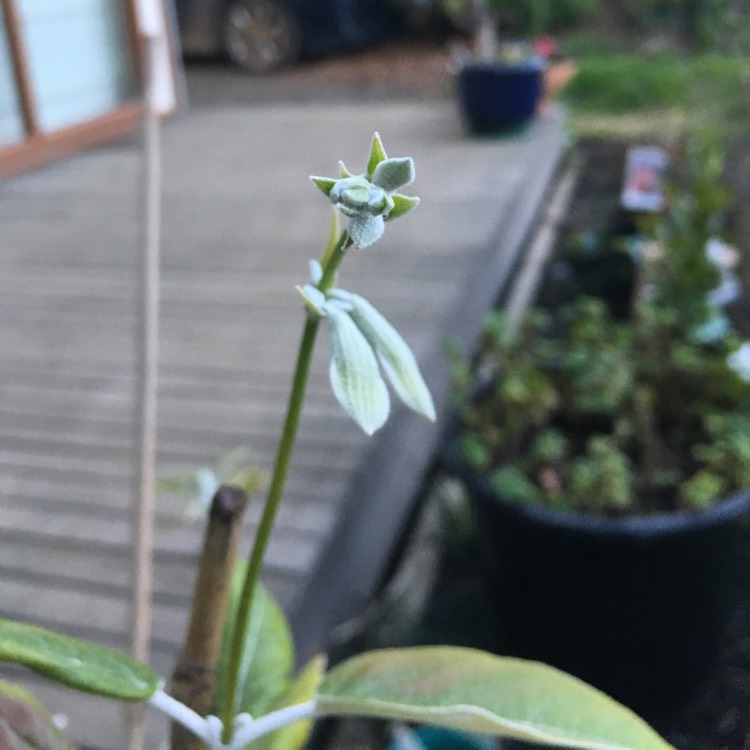 Plant image Salvia Discolor