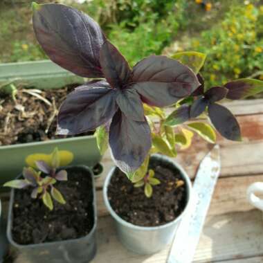 Purple Basil